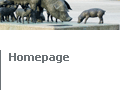 Homepage